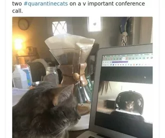 Quarantine Cat Memes  Cats Facetiming