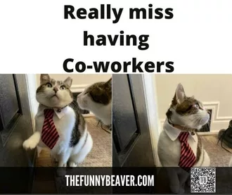 Quarantine Cat Memes  Owner Misses Coworkers