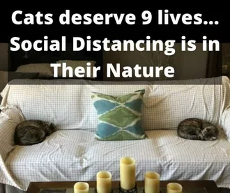 Quarantine Cat Memes  Cats Deserve 9 Lives