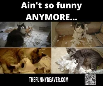 Quarantine Cat Memes  Aint Funny No More