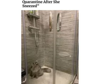 Quarantine Cat Memes  Quarantined After Sneeze