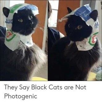 Cat-Photogenic Cat Photogenic