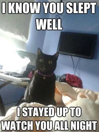 Cat-Stayed-Up Cat Stayed Up