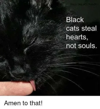 Cat-Steal-Hearts Cat Steal Hearts