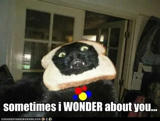 Cat-Wonder Cat Wonder