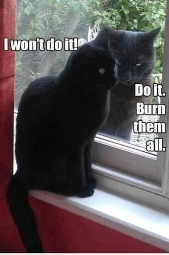 Cat-Wont-Do-It Cat Wont Do It