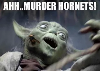 42 Murder Hornet Memes Because This Is Seriously A New Level Of Chaos