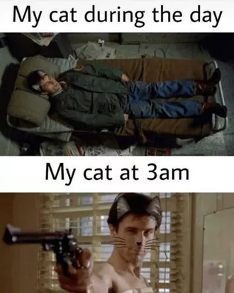 Meme Cat During Day