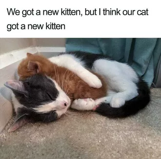 Meme Cat Kitten
