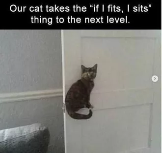 Meme Cat Sits Fits