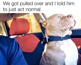 Meme-Dog-Pulled-Over Meme Dog Pulled Over