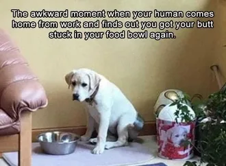 Dog-Awkward-Moment Cute Picture Of A Labrador Dog Looking Very Embarrassed Because His Butt Is Stuck In His Food Bowl