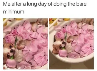 Dog-Bare-Mim Cute Pug Lying In The Sink Full Of Pink Rose Petals