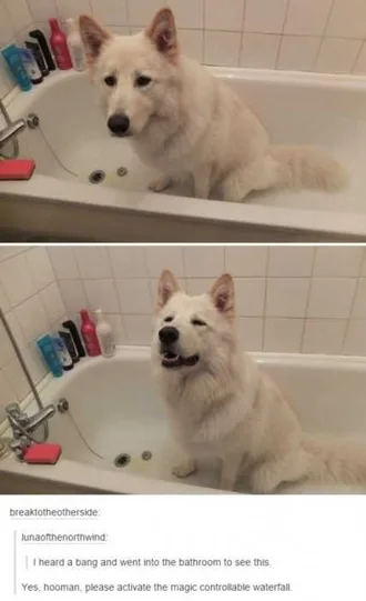 Dog-Bath-Please Cute Dog Sitting In The Bath Tub Begging For Water To Be Turned On