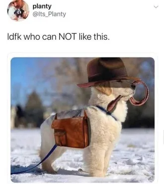 Dog-Cant-Like-This Cute Picture Of A Cute Dog Wearing A Briefcase And Top Hat In The Snow