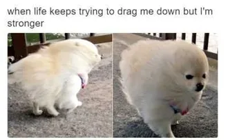 Dog-Drag-Me-Down Cute Picture Of A Hairy Dog Walking Into Strong Wind