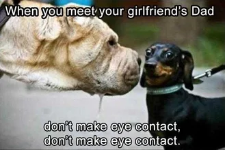 Dog-Eyecontact-1 Cute Picture Of A Young Small Dog Trying To Avoid Eye Contact With An Old Larger Dog Sniffing His Face