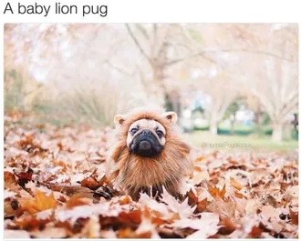 Dog-Lion-Pug-1 Cute Baby Pug Dressed Up As A Lion