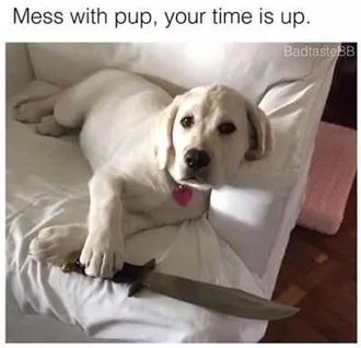 Dog-Mess-With-Pup Beige Labrador Dog Sitting On Sofa With One Paw On A Small Sword