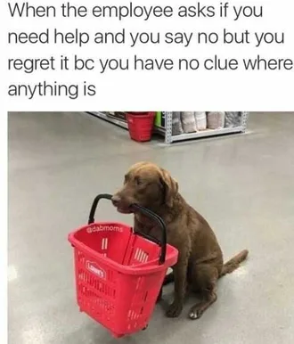 Dog-No-Idea-Where Cute Picture Of A Brown Labrador Dog Holding A Shopping Basket