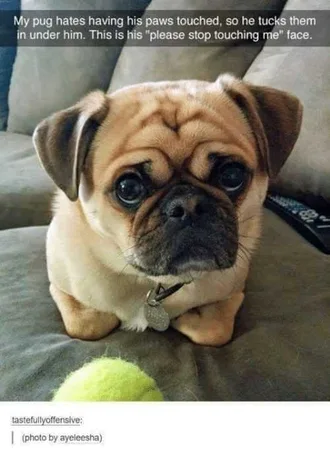 Dog-Stop-Touching Cute Pug With All Limbs Tucked Under Body While Lying On Sofa