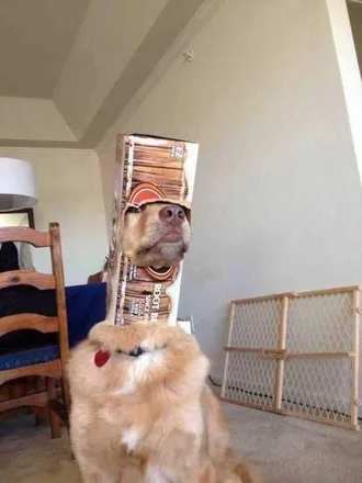 Dog-Stuck-Box Cute Picture Of A Retriever Dog Wearing A Cardboard Box Over His Head