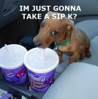 Dog-Take-Sip Cute Picture Of A Dog Sipping On A Soft Drink In The Front Seat Of A Car