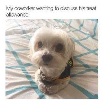 Dog-Treat-Allowance Cute Puppy Looking Like He Wants To Have A Serious Discussion