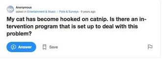 Yahoo-Catnip Yahoo Catnip