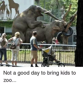 Funny Animal Memes Elephants Doing The Deed