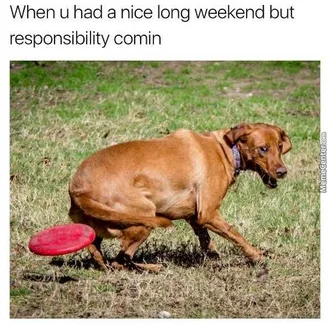 Funny Labor Day Memes Dog Chased By Frisbee