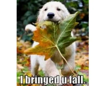I-Bringed-You-Fall I Bringed You Fall