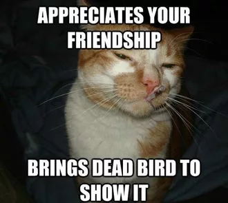 Funny Animal Memes  Cat With Attitude