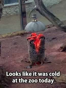 Funny Animal Memes Weasel Heater
