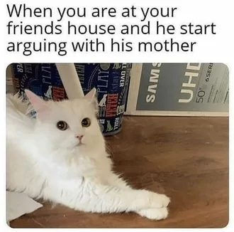 Funny Animal Memes  Awkward Silence Cat