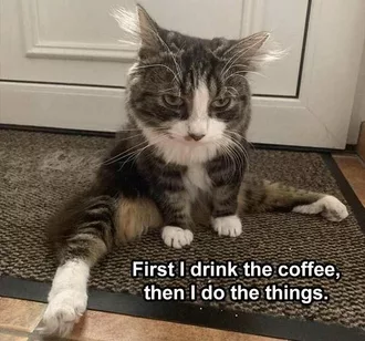 Funny Animal Memes But First Coffee Cat Style