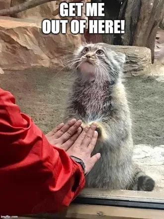 Zoo-Get-Me-Out Funny Animal Memes Prison Break Eyes