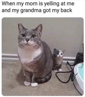 Funny Animal Memes  Grandma Cat To The Rescue