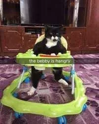 Funny Animal Memes Hangry Cat