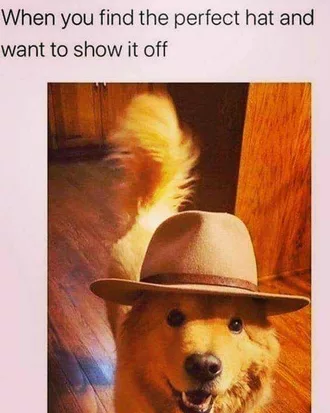 Funny Animal Memes  Hat Model Dog