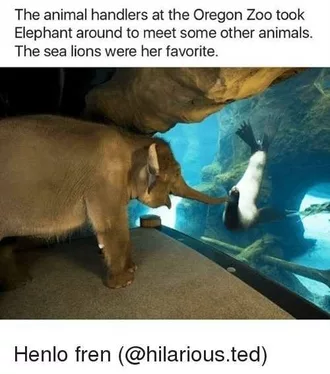 Funny Animal Memes  Elephant Meets See Lion