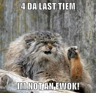 Funny Animal Memes Ewok Mountain Lion