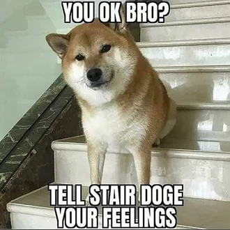 Funny Animal Memes  Doge Your Feelings
