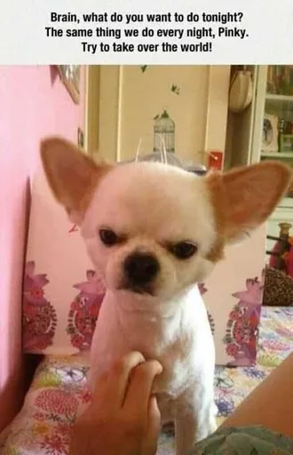 Zoo-Pinky-World Funny Animal Memes Splitting Image Of Brain