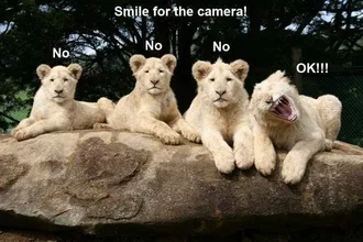 Funny Animal Memes Photogenic Lion