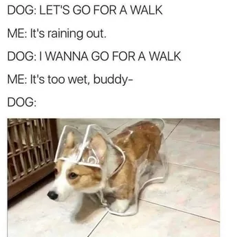 Funny Animal Memes Dog In Raincoat Ready For Walk