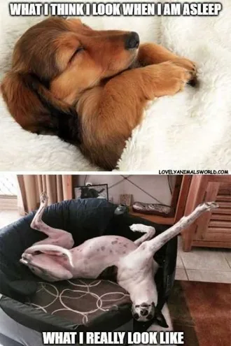 Zoo-What-I-Look-Like Funny Animal Memes Sleeping Beauty Dog Meme