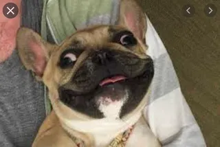 Smiling-Dog-Awkward-Bulldog Smiling Dog Awkward Bulldog Smile