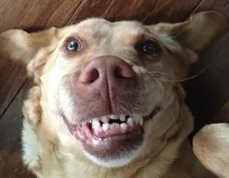 Smiling Dog  I Need Braces