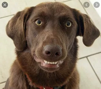 Smiling Dog  Awkward Toothy Smile